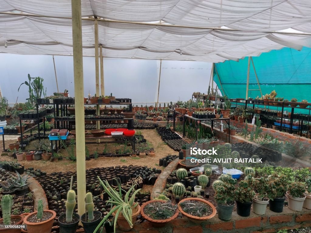 beautiful cactus garden near jaichandi pahar ,purulia, India beautiful cactus garden near jaichandi pahar ,purulia, India one of the tourist attraction place in the district Agave Plant Stock Photo