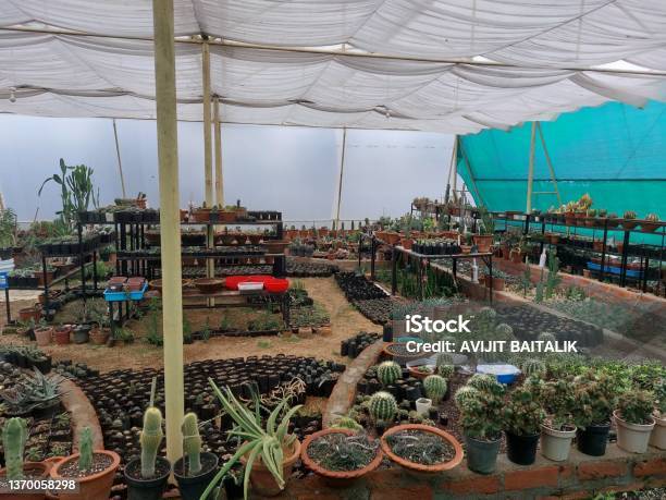 Beautiful Cactus Garden Near Jaichandi Pahar Purulia India Stock Photo - Download Image Now