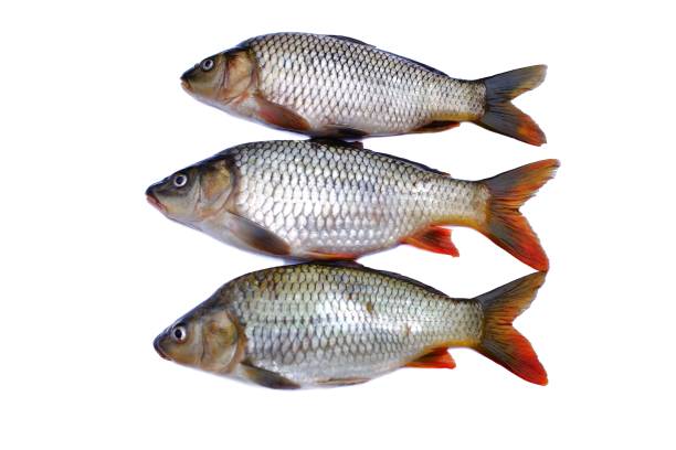 Carp traditionally a Christmas dish in Poland