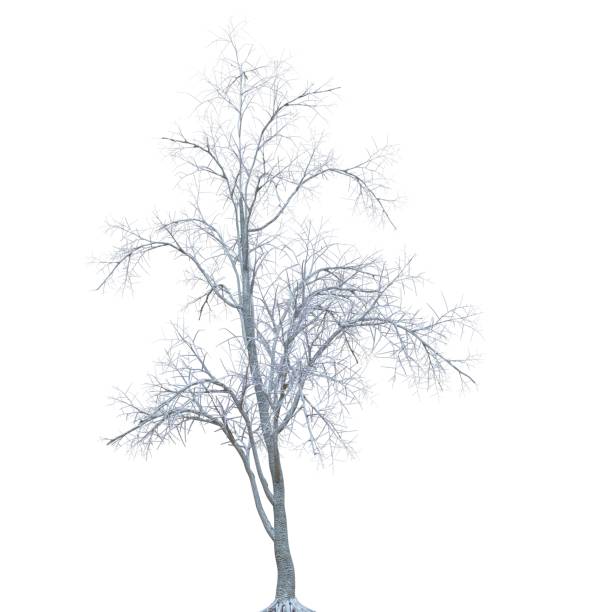 istock Winter tree in the snow isolated on white background 3d illustration 1370060101