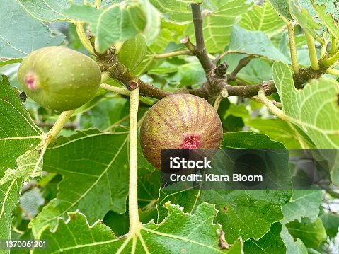 istock Figs on FigTree 1370061201