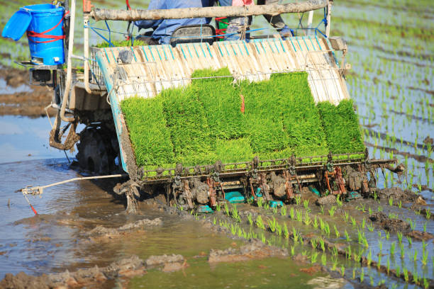 A wide view of a bunch of rice or paddy seedlings on the muddy field for planting rice or paddy on agricultural land.agriculture concept