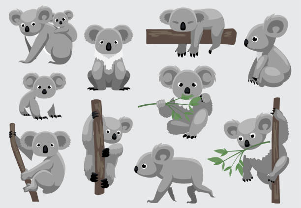 cute koala ten poses cartoon ilustracja wektorowa - marsupial stock illustrations