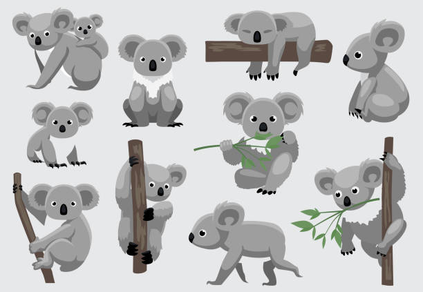 ilustrações de stock, clip art, desenhos animados e ícones de cute koala ten poses cartoon vector illustration - marsupial