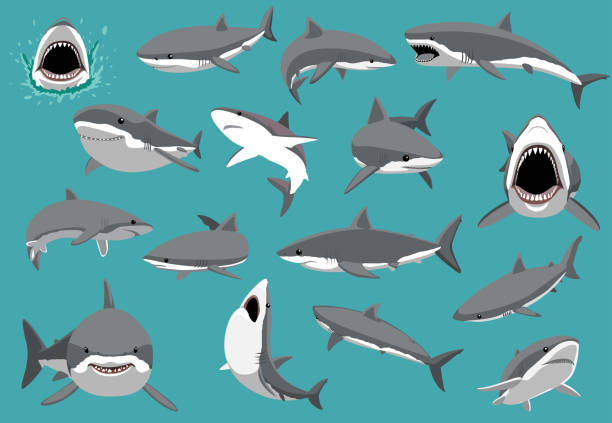 istock Great White Shark Sixteen Poses Cartoon Vector Illustration 1370061358