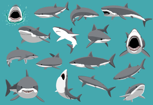 Great White Shark Sixteen Poses Cartoon Vector Illustration Animal Cartoon EPS10 File Format great white shark stock illustrations