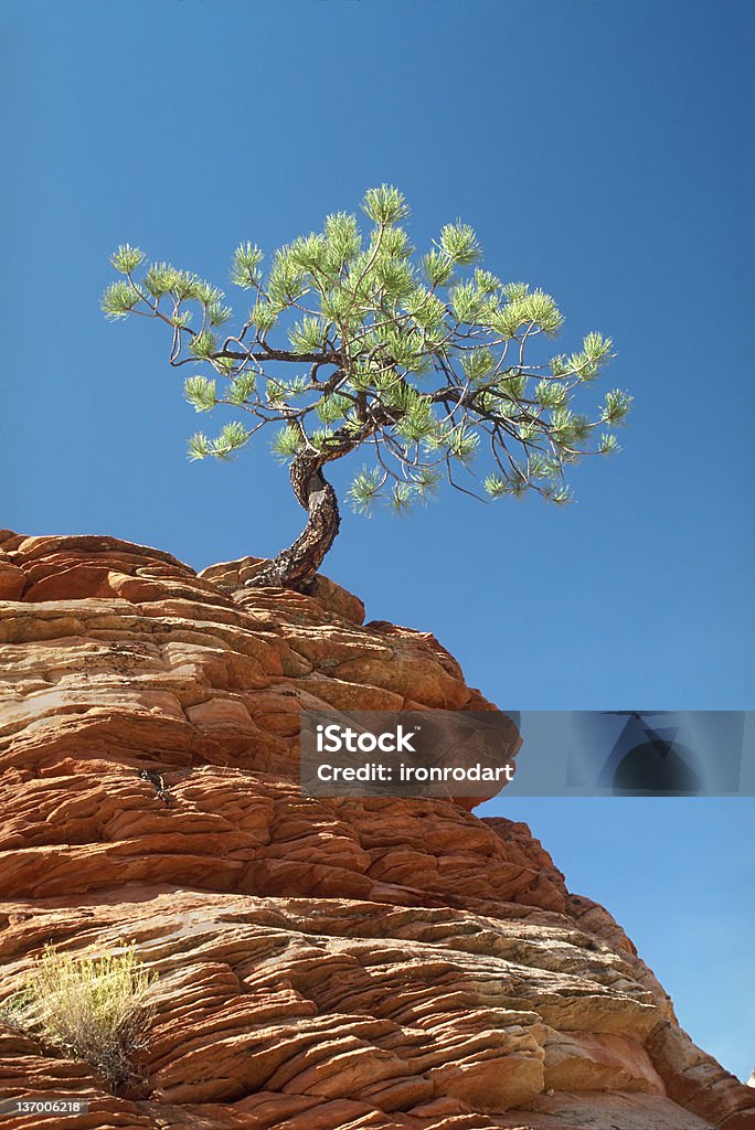 Lone Tree aferrando al cornisa - Foto de stock de Roca libre de derechos