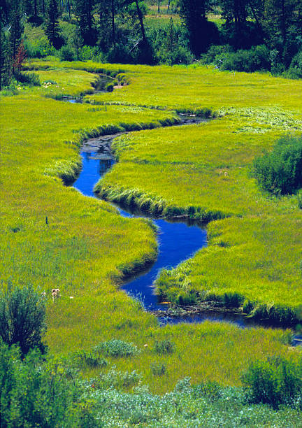 Meandering Stream Through A Meadow stock photo