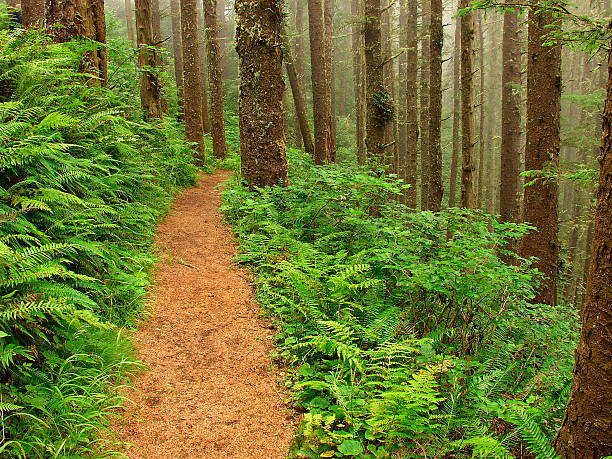 Fern Lined Path stock photo