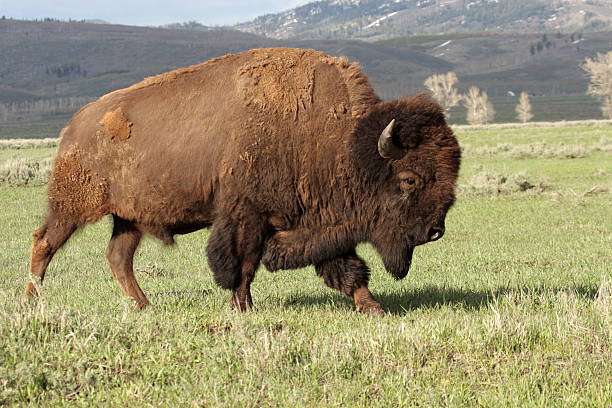 Wild America Bison stock photo