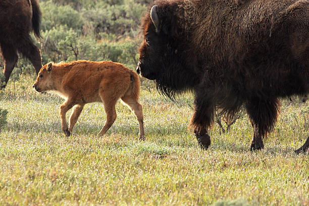 Wild America Bison Calf and Cow stock photo