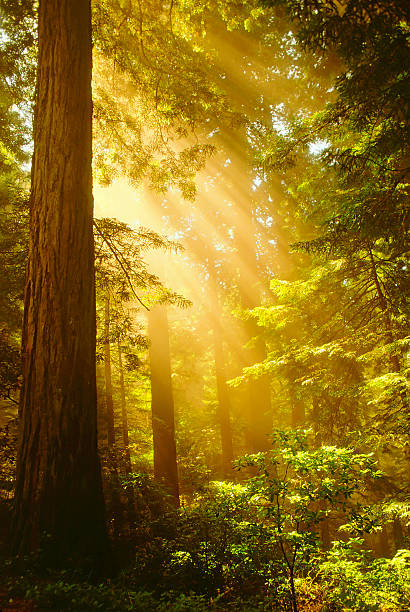 Inspiring Redwoods stock photo