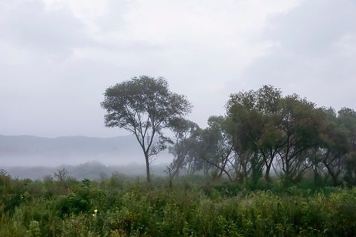 Foggy landscape, river