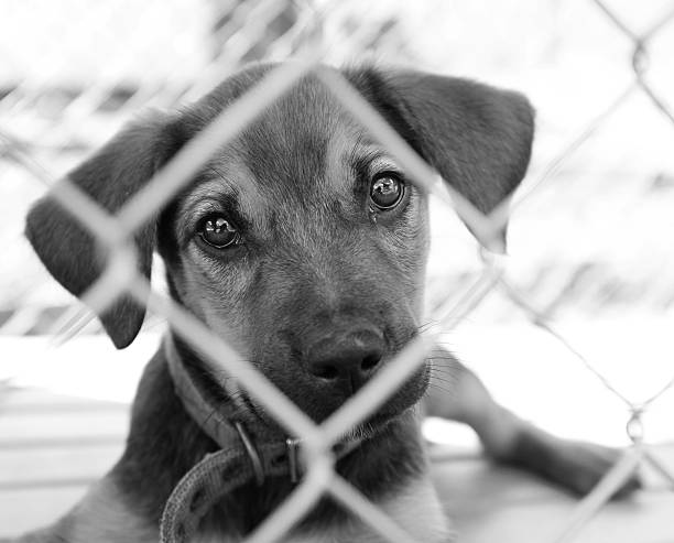 istock Puppy in a pen 137006630