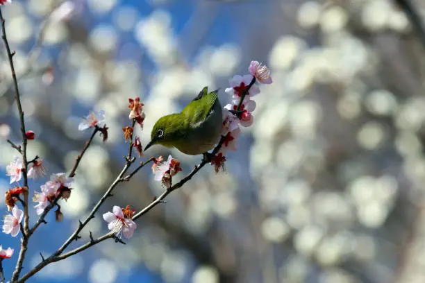 Wild "Warbling white-eye" bird and the white flower plum tree photograph taken under the sunny day in spring season. On a sunny day, a photograph of the pretty appearance of white plum blossoms heralding the arrival of spring and a whitetail sucking honey, taken with a telephoto macro lens.