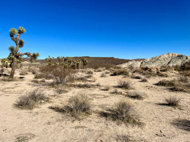 istock Joshua Tree in the Desert 1370066908