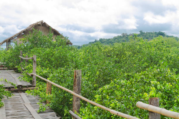 istock Big mango plantation in Sukothai province 1370069478