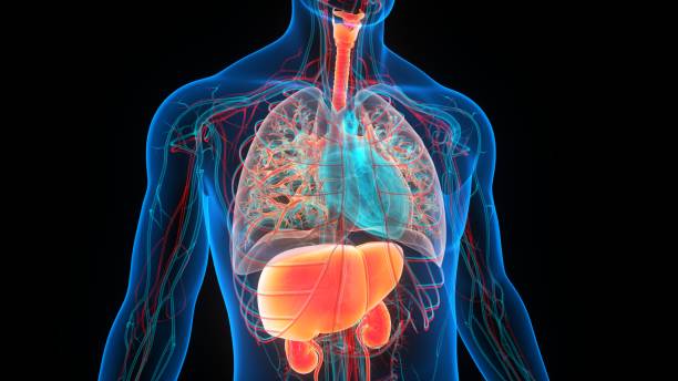 인간 내부 장기 해부학 - human lung 뉴스 사진 이미지