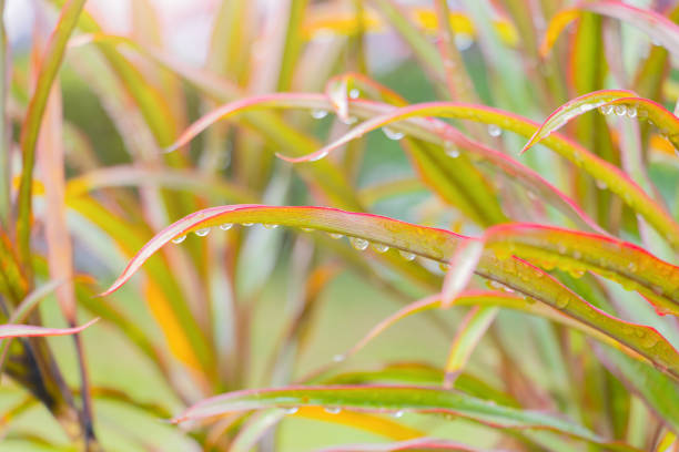 water drop on edge red long leaves beautiful background