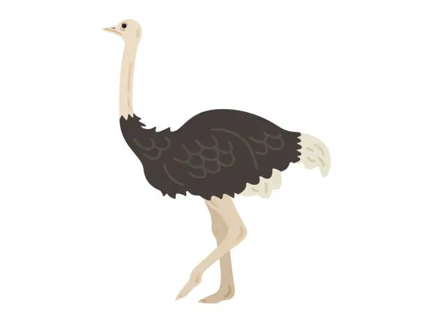 Vector illustration of An illustration of an ostrich seen from the side.