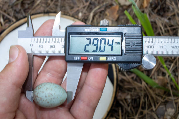 istock Turdus viscivorus. The eggs of the Mistle Thrush 1370074731