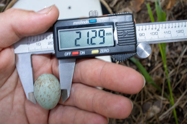 istock Turdus viscivorus. The eggs of the Mistle Thrush 1370074743