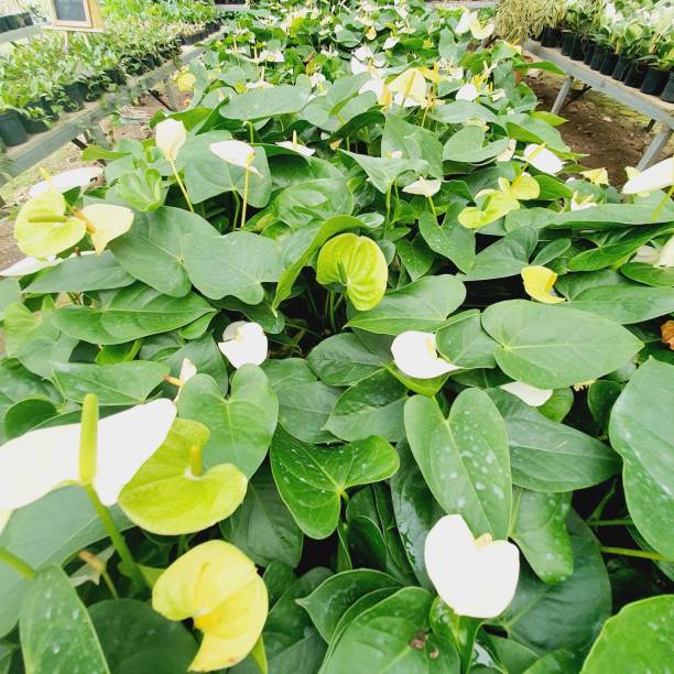 istock Lots of plants 1370075545