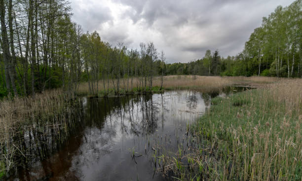 istock spring landscape with beautiful sky, clouds and tree reflections in the water 1370076825