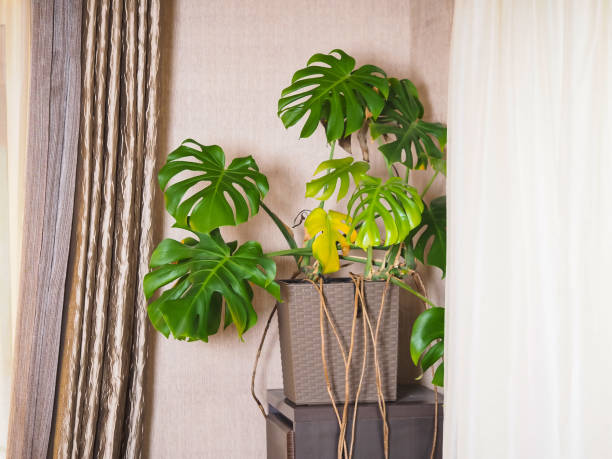 istock Monstera plant in a pot in the interior 1370077828