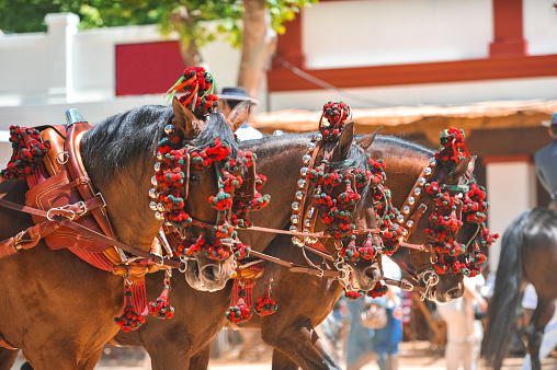 Ornaments on the head of carriage horses at the fair in Jerez de la Frontera Cadiz