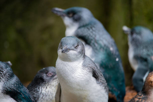 маленький голубой пингвин - fairy penguin стоковые фото и изображения