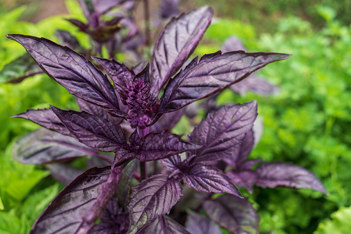 Fresh purple basil leaves close up. Natural organic food in a vegetable garden