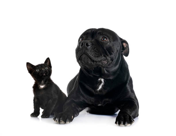 istock staffordshire bull terrier and kitten 1370085324