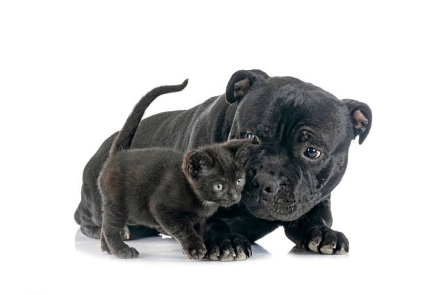 istock staffordshire bull terrier and kitten 1370085328