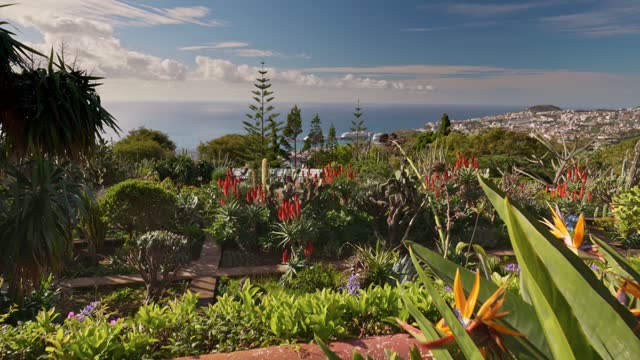 Sunny view of Funchal from Madeira Botanical Garden. Gorgeous sunny view of diverse vegetation and flowers in island Madeira and Funchal city