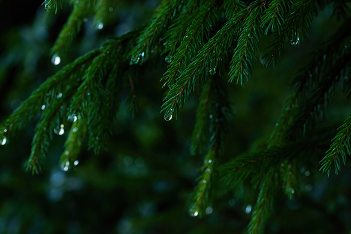 Fir-tree branches with water drops after rain. Dark nature background.