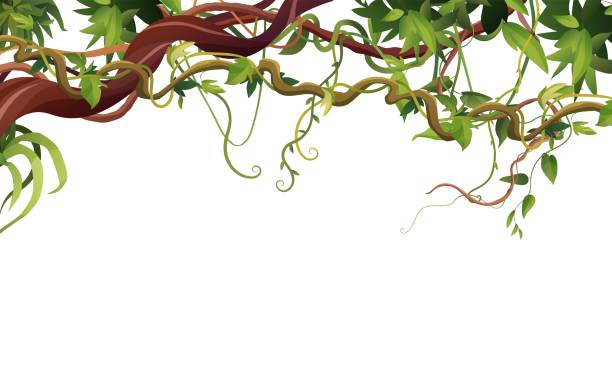 ilustraciones, imágenes clip art, dibujos animados e iconos de stock de liana o ramas sinuosas de vid con hojas tropicales de fondo. plantas trepadoras tropicales de la selva. - ivy vine leaf frame