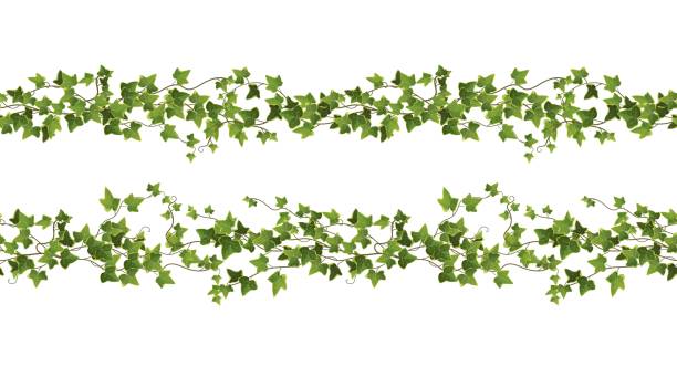 nahtlose ivy-pflanzenzweig-cartoon-vektorillustration. kletterpflanze. - ivy vine frame leaf stock-grafiken, -clipart, -cartoons und -symbole