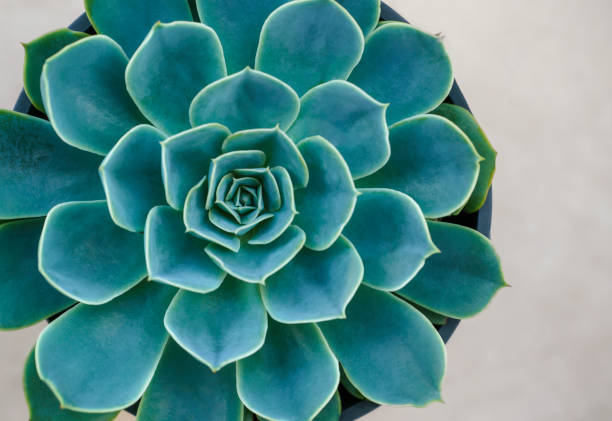 istock Succulent plant, Close up 1370087954
