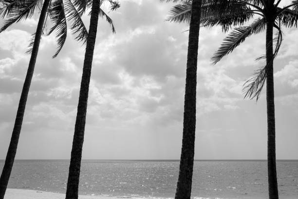 istock Black & White of beach with coconut palm tree, Thailand. 1370088643