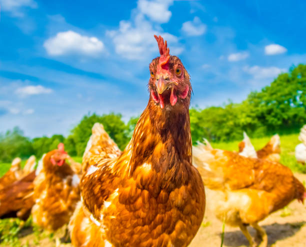 istock Portrait Of A Chicken On A Sunny Day 1370088948