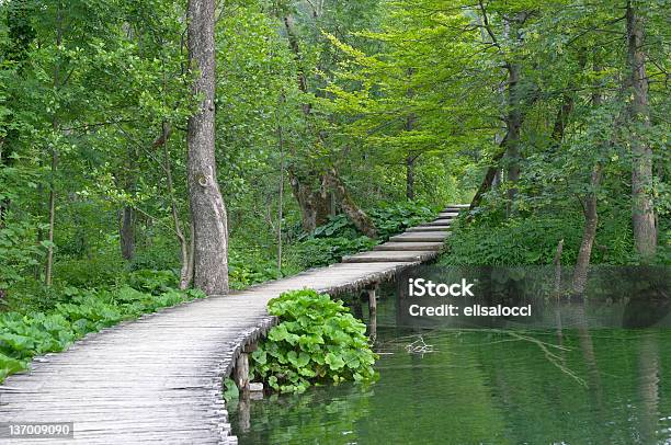 Photo libre de droit de Plitvice banque d'images et plus d'images libres de droit de Arbre - Arbre, Aventure, Bois