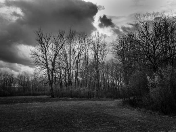 Bare Trees at the  Edge of a Forest in Winter, a Dark Landscape in the Mostviertel Region of Austria