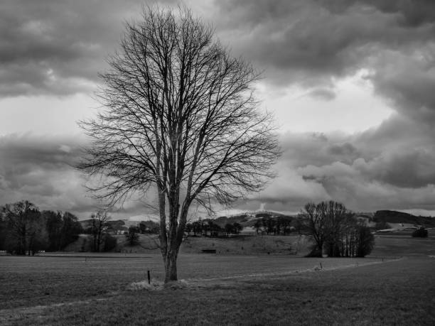 istock Mostviertel Winter Landscape with Tree in Austria 1370092475