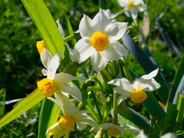 flores de narcisos blancos - daffodil winter narcissus yellow single flower fotografías e imágenes de stock