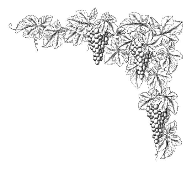 ilustraciones, imágenes clip art, dibujos animados e iconos de stock de racimos de uva en el elemento de diseño de borde de la esquina de la vid - vine label grape wine