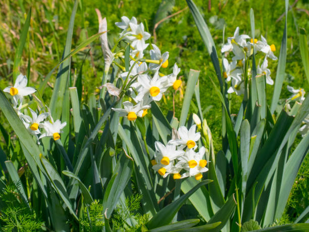narcissus blanco - daffodil winter narcissus yellow single flower fotografías e imágenes de stock