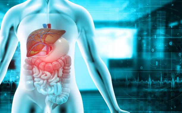 istock Anatomy of human body with digestive system 1370094527