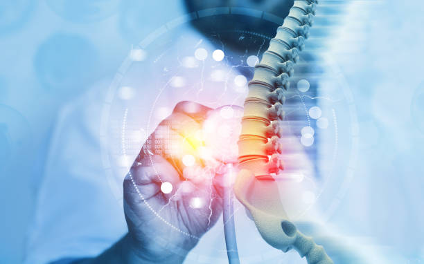 doctor check and diagnose the human spine on blurred background - human vertebra fotos imagens e fotografias de stock