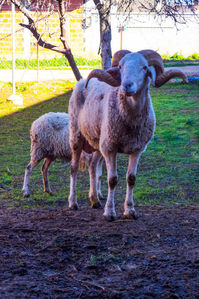 une des races de béliers en algérie - lamb merino sheep sheep focus on foreground photos et images de collection